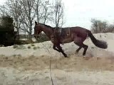 Queyras trotteur au galop avec elastique dur dur