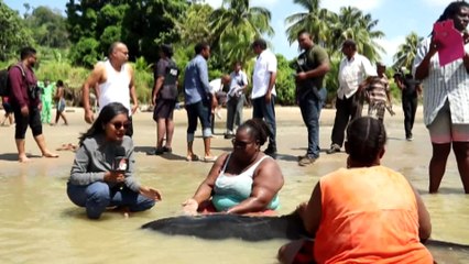 Beached Whale Rescued