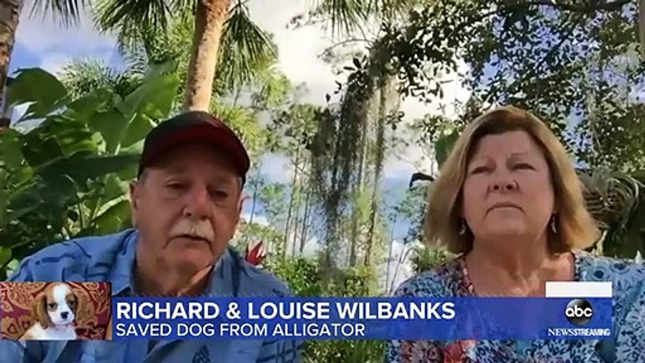 Man jumps into water, saves dog from alligator l GMA video Dailymotion