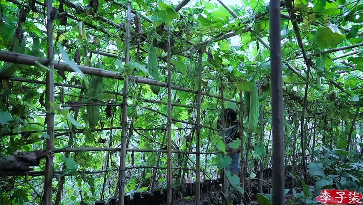 La vie de l'Okra et de la clôture en bambou
