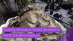 'Dueling dinosaurs' fossils donated to North Carolina museum, and other top stories in strange news from November 24, 2020.