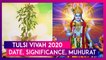 Tulsi Vivah 2020: Date, Significance, Shubh Muhurat Of Tulsi Marriage Rituals Celebrated Post Diwali