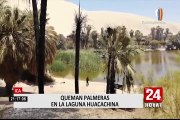 ¡Atentado a la naturaleza! Queman siete palmeras de la ‘Laguna de la Huacachina’ en Ica