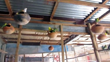 Nice Birds at home. take care of birds