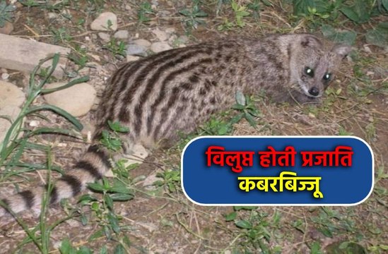 -तीन घण्टे का रेस्क्यू कर निकाले दो कबरबिज्जू