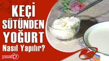 Keçi Sütünden Taş Gibi Yoğurt Nasıl Yapılır? Yoğurt Mayalamanın Püf Noktaları..