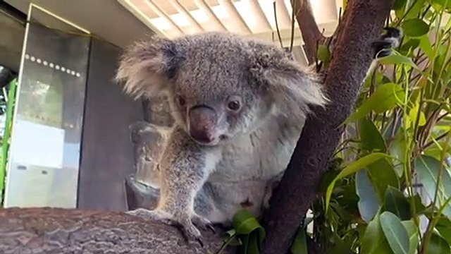 Queensland border reopening to Sydney just in time for Christmas