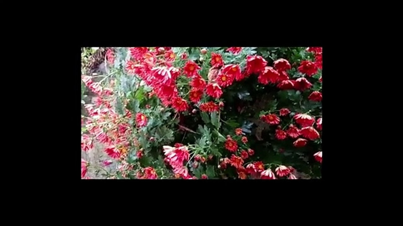 Kadın Anadili Çalışma Grubu: 25 Kasım'da sana seslenmek istiyorum; anadili yaşatır, İstanbul Sözleşmesi yaşatır