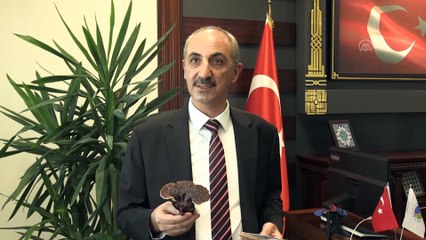 KIRŞEHİR - KAEÜ tıbbi ve yenilebilir mantar türlerinin üretim üssü olacak