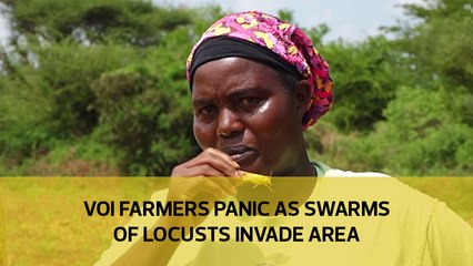 Voi farmers panic as swarms of locusts invade area