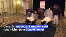 Les dindes Corn et Cob bientôt graciées par Donald Trump pour Thanksgiving