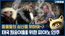 [구루마블] 원숭이를 불러모으는 피아노 치는 사나이, 그의 정체는? / YTN