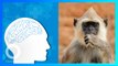 Gila! Eksperimen Memasukkan Gen Manusia Membuat Otak Monyet Membesar - TomoNews