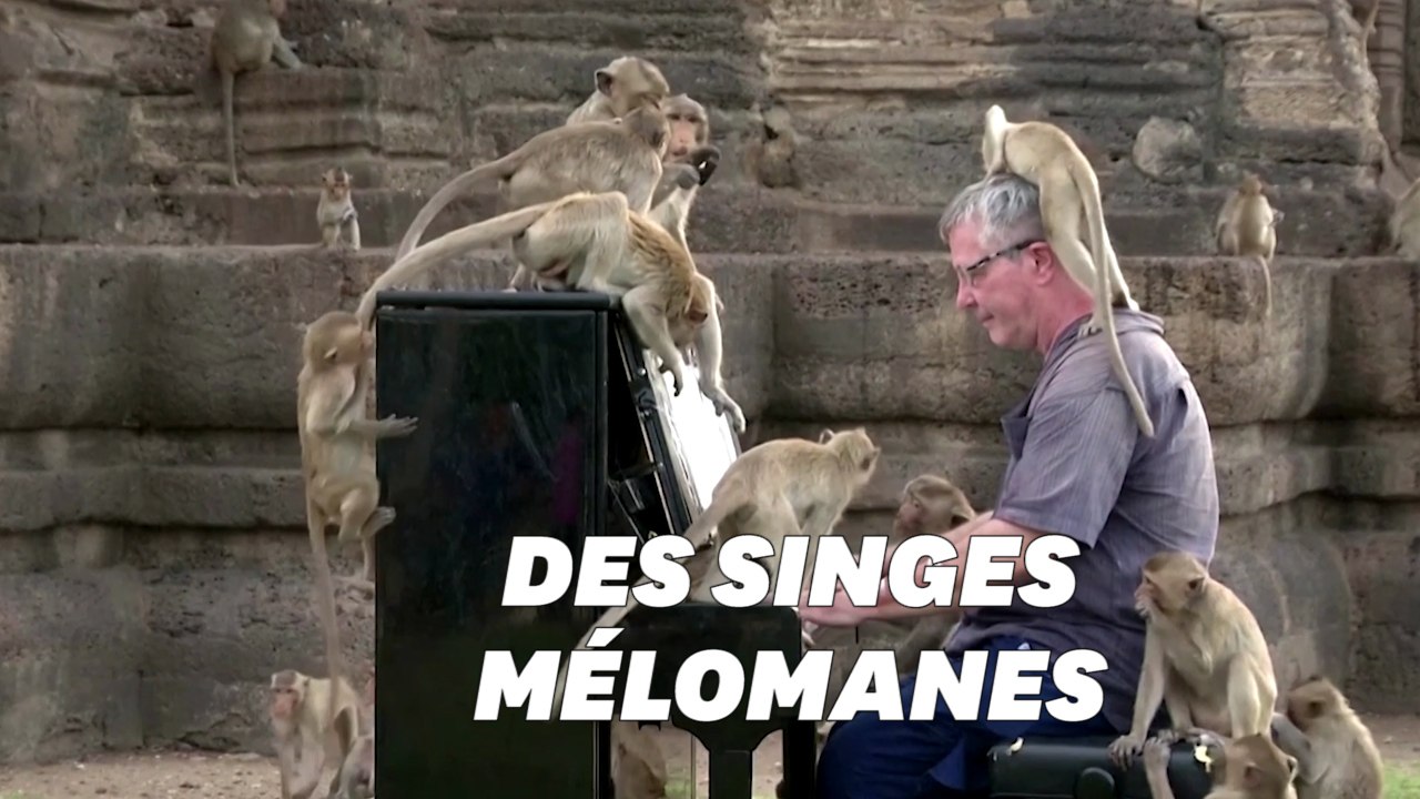 Il joue du piano pour des singes affamés en Thaïlande