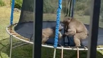 Baboons Caught 'Monkeying' Around In Family's Backyard