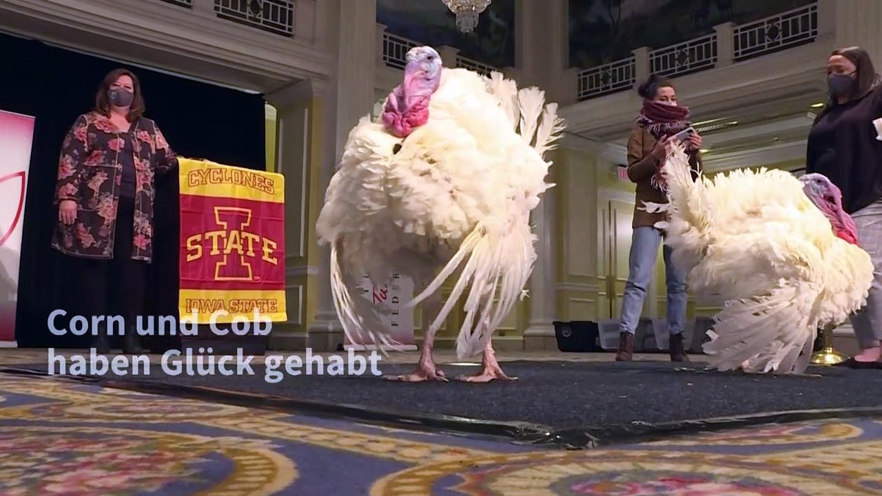Truthähne corn und cob warten in luxushotel auf trumps begnadigung