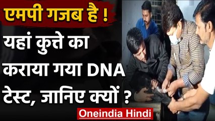 Labrador Dog का असली मालिक कौन ? जानने के लिए Dog के DNA Test का लिया फैसला | वनइंडिया हिंदी