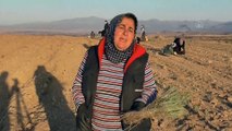 KONYA - Ata topraklarında devasa lavanta bahçesi kurdu