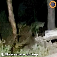 Un joggeur filme un loup dans la fôret de Fontainebleau