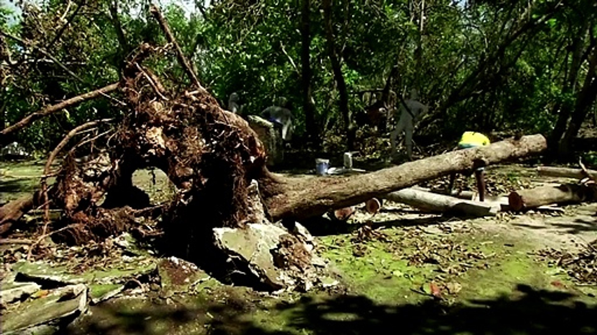 ⁣'They're defenseless' - Rescue workers save animals after hurricane