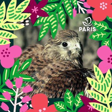 Brèves de nature sauvage à Paris : Le faucon crécerelle