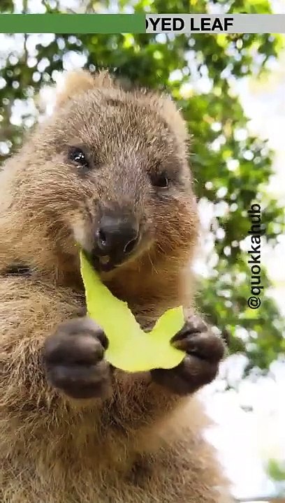Quokka