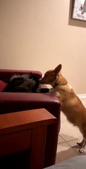Corgi and Cat Scrap Over Chair