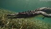 Photographer Gets Up Close and Personal with  Crocodiles