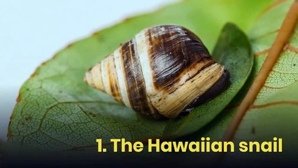 7 animals that went extinct in 2019