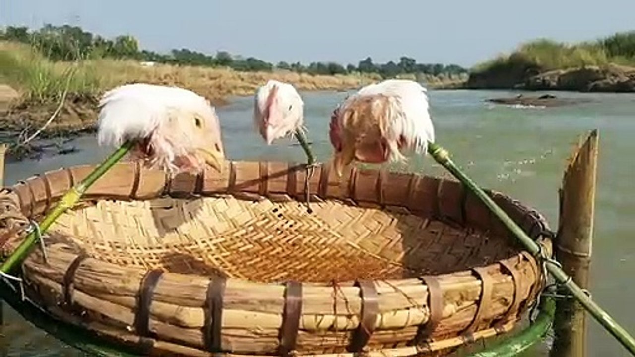 Unique Fishing Style _ Best Fish Trap Video In River Flowing Water _ Hen Head Tr