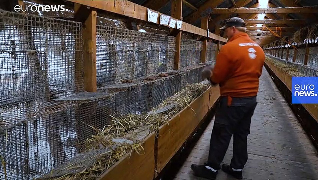 Mutiertes Coronavirus bei Nerzen: Wie groß ist die Gefahr?