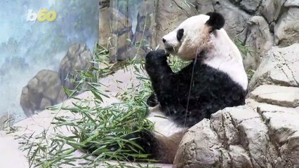 Giant Panda Cub at the National Zoo Receives Name Through Online Poll!