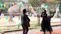 Music, farewells for Pakistan's celebrity elephant before relocation