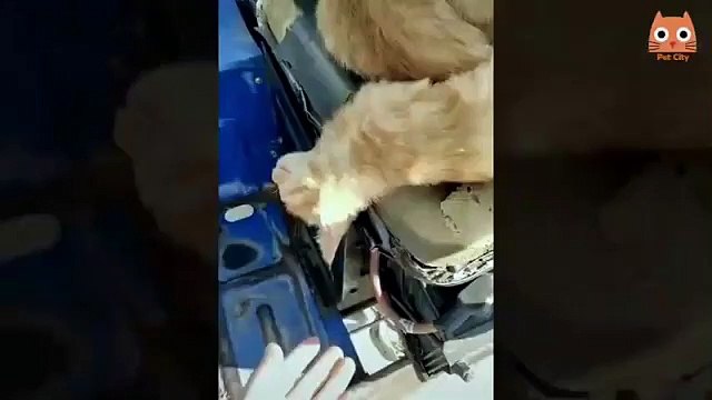 - VÍDEOS DE RISA - Animales - PERROS E GATOS CHISTOSOS Chistosos CAÍDAS Y VÍDEOS GRACIOSOS 2020_360p