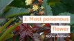 The 8 most surprising records achieved by plants