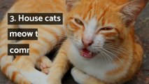 12 interesting facts about cats