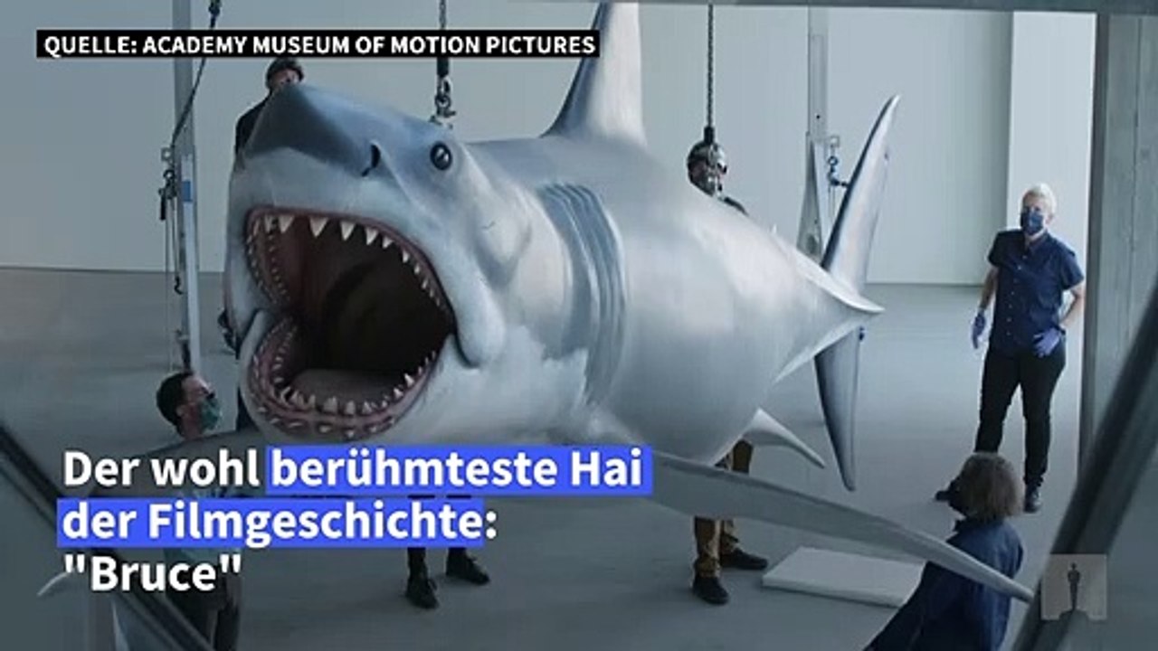 Der weiße Hai 'Bruce' zieht ins Museum nach Los Angeles