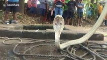 Ces villageois sauvent un magnifique cobra albinos tombé dans un puits