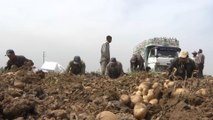 الأردن.. تداعيات تحديد نسبة العمالة الوافدة في القطاع الزراعي