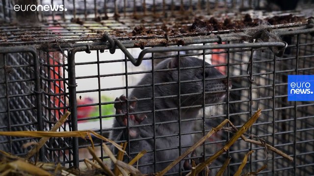 Egyre több európai nyérctenyészetet ér el a koronavírus-járvány