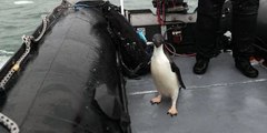 Penguin Stowaways