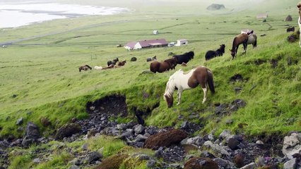 岩合光昭の世界ネコ歩き 「アイスランド」 (2019-08-16)