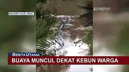 Terekam Kamera Warga, Buaya Besar Muncul di Sungai Dekat Kebun Milik Warga
