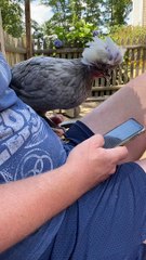 Polish Crested Chicken Enjoys Chilling on Lap