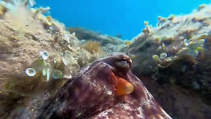 Close Encounter with an Octopus