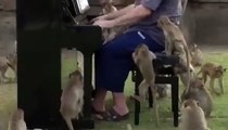 موسيقي يعزف من أجل إطعام القرود البرية في تايلاند 