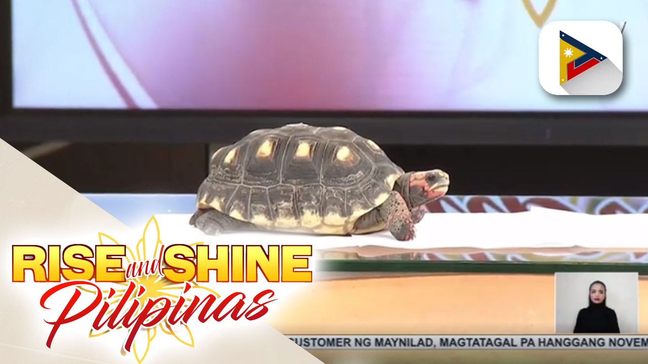 Kuwentuhan kasama ang exotic pet owners at rept...