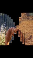 TOP 10 GUARD DOGS IN THE WORLD. | THE DOG WORLD.