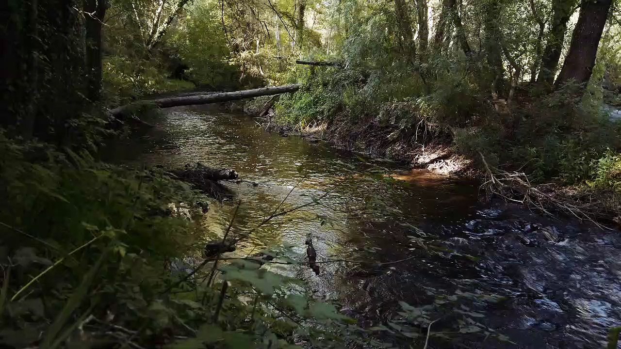 Calm river during the summer. HD | ASMR