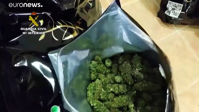 شاهد: قوات الحرس المدني تصادر منشأة حشيش في إسبانيا وفيها 272 ألف نبتة